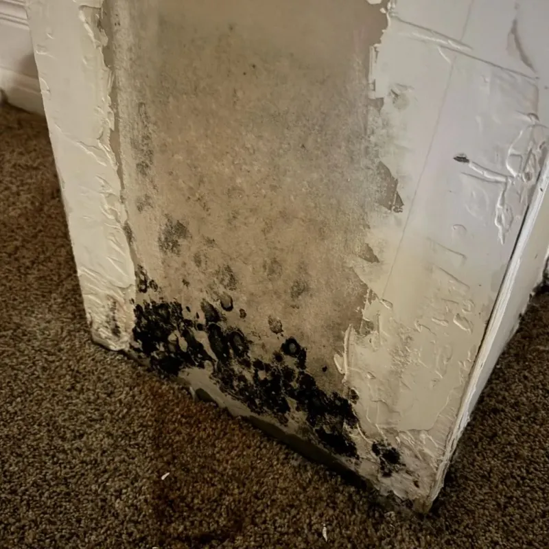 Professional Mold Removal in Benton, AR